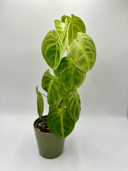 Syngonium Macrophyllum 'Frosted Heart'