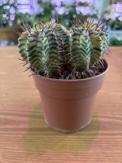 Euphorbia Mammillaris Variegata