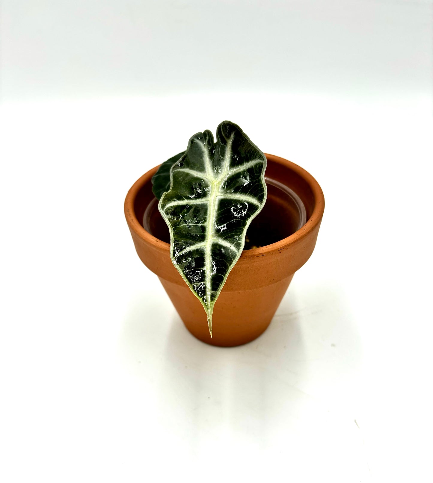 Alocasia Polly