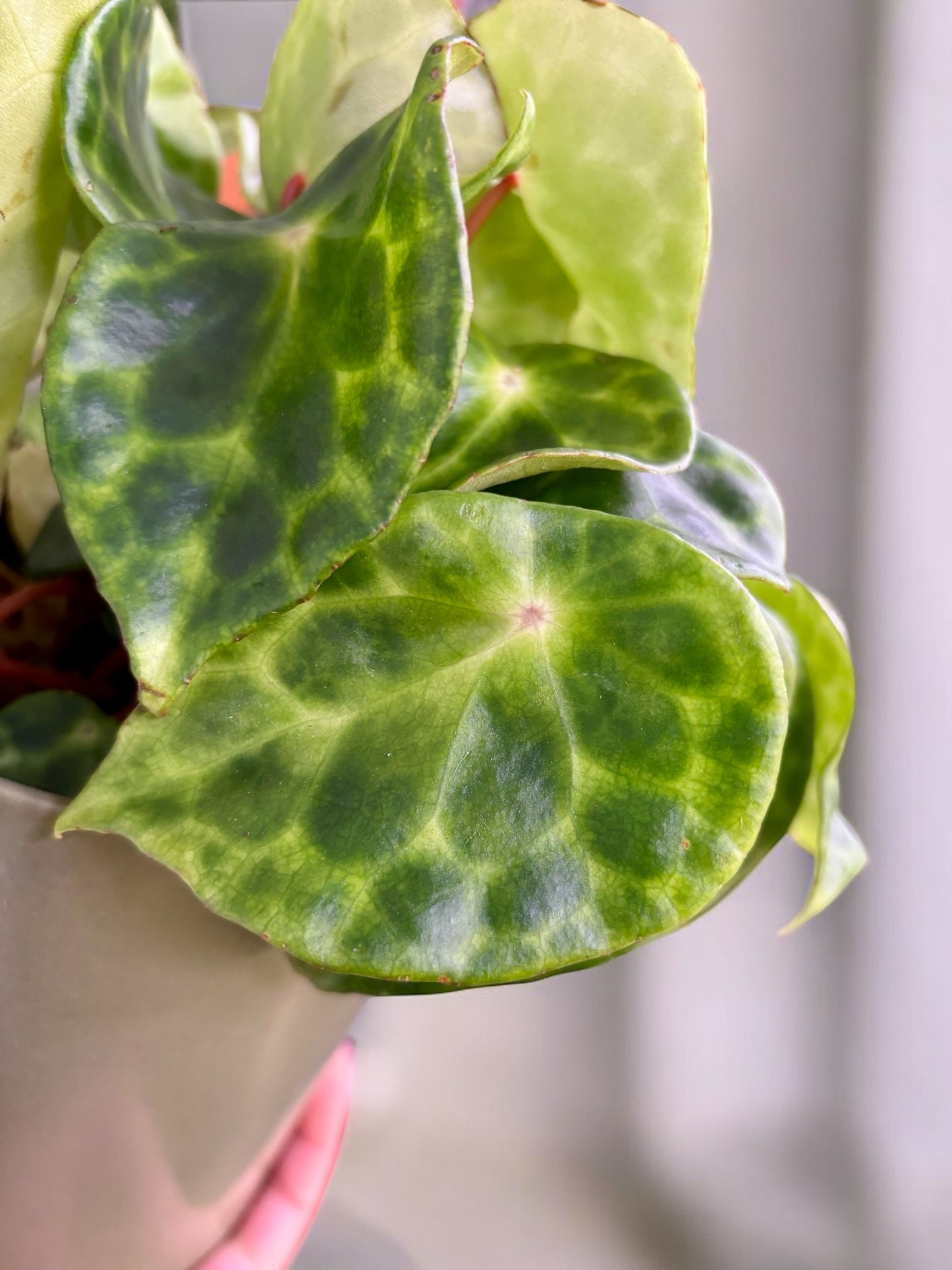 Begonia Kingiana