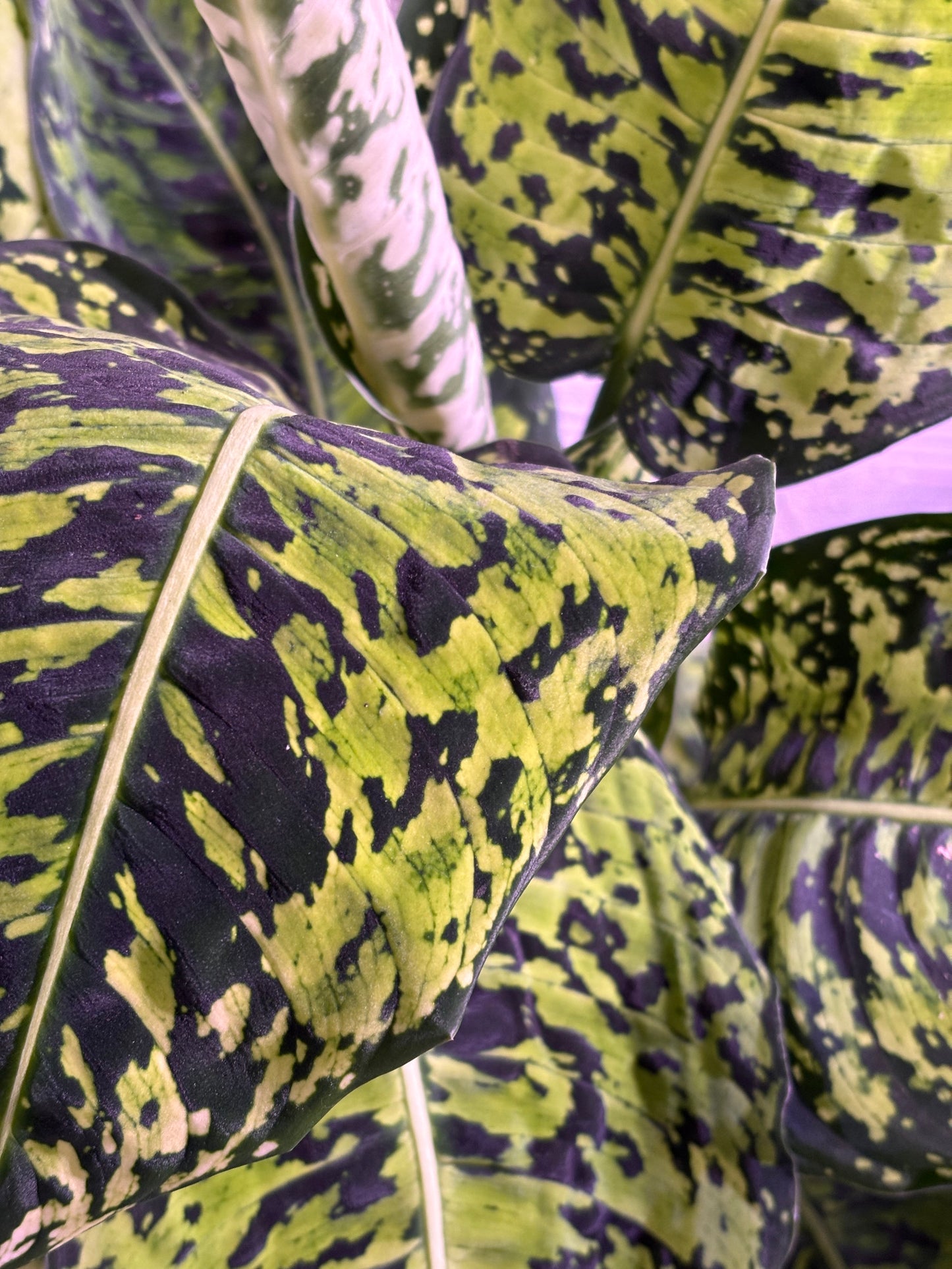 Dieffenbachia Reflector