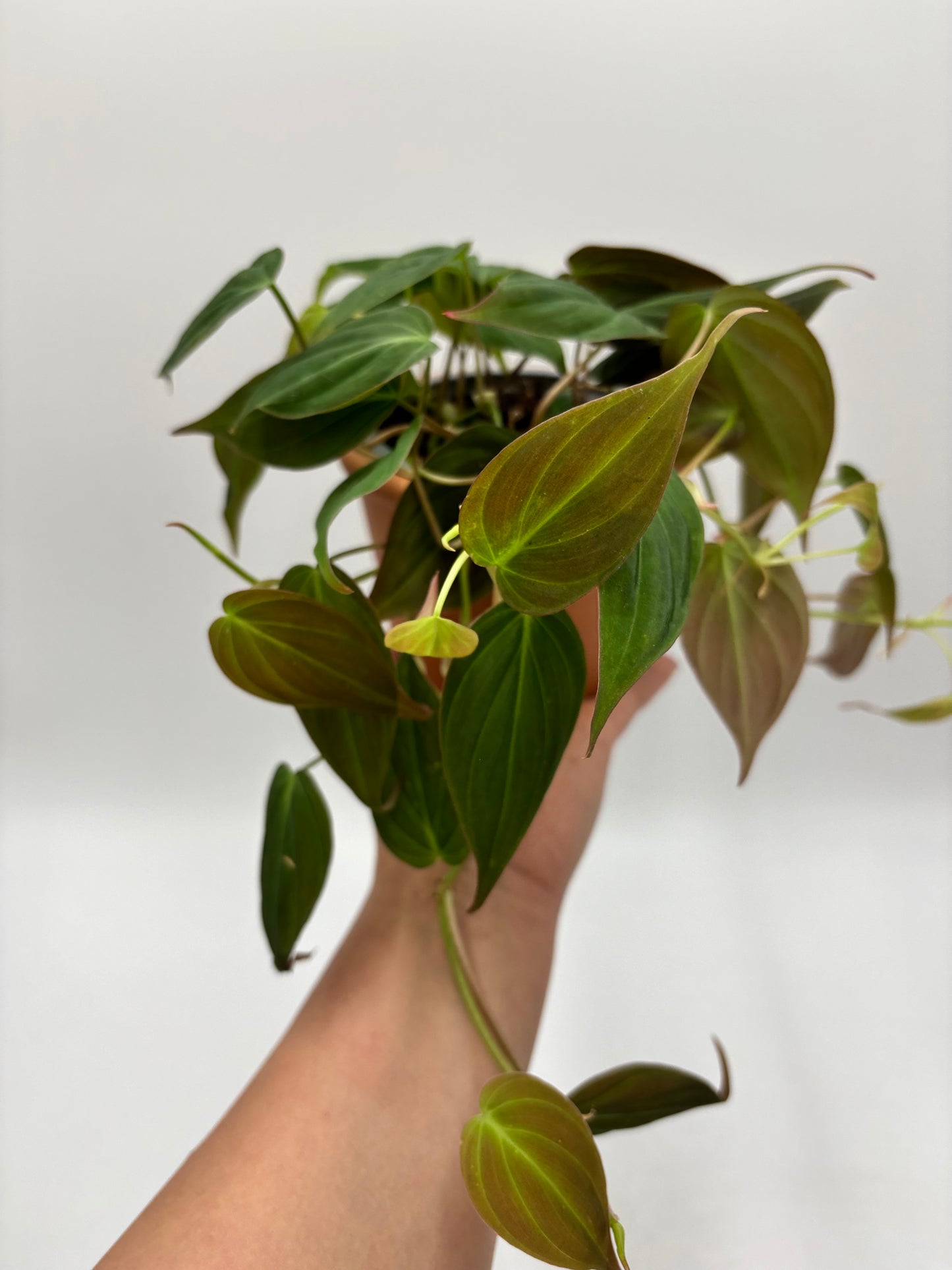 Philodendron Micans