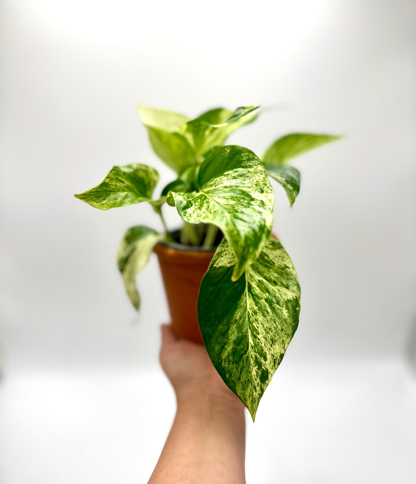 Epipremnum Marble Queen