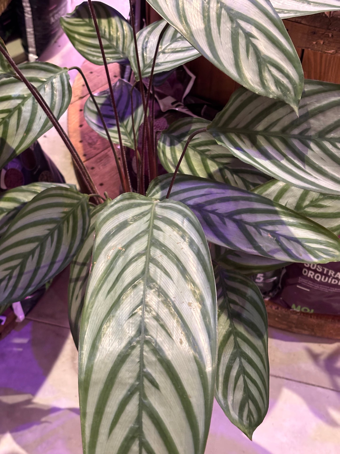 Ctenanthe Green Flag