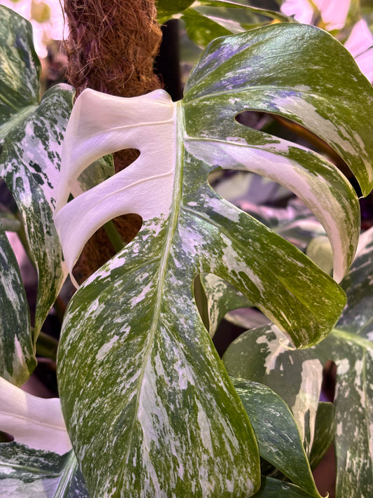 Monstera Deliciosa Albo Variegada