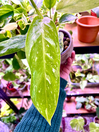 Ficus Elástica Schrijveriana