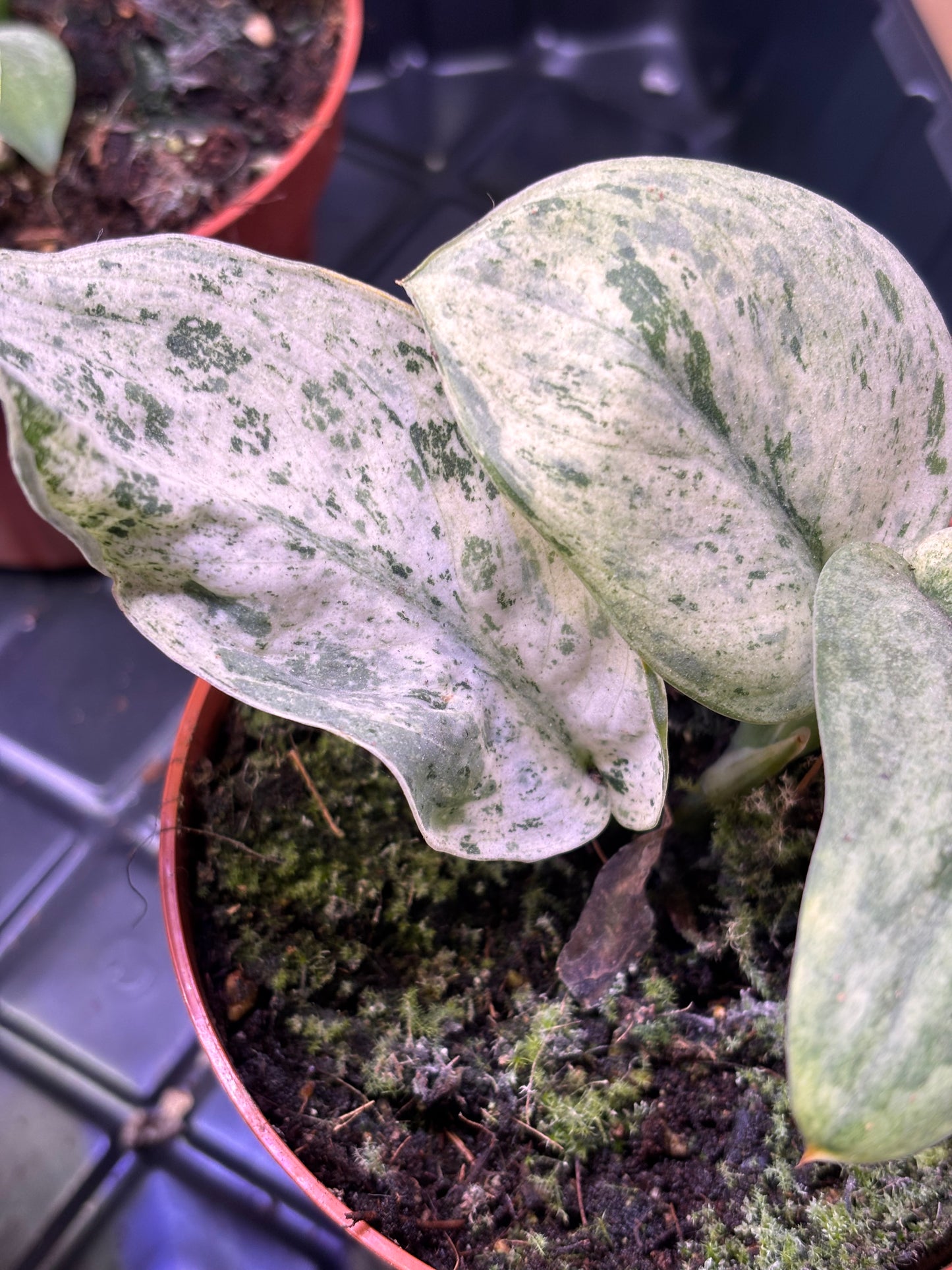 Scindapsus Jade Satin Marble