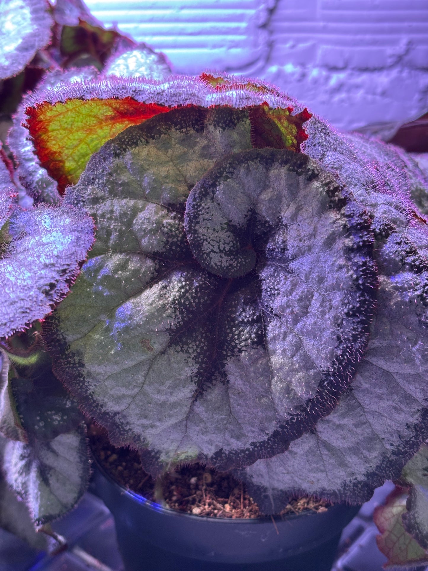 Begonia Princess Of Hanover