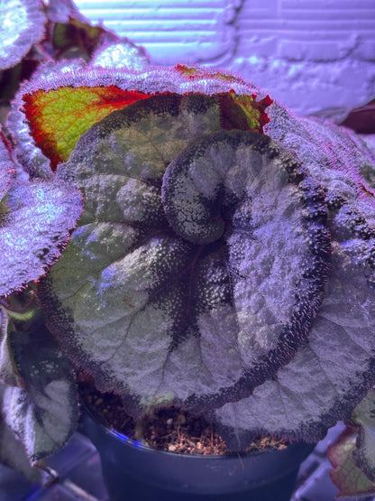 Begonia Princess Of Hanover