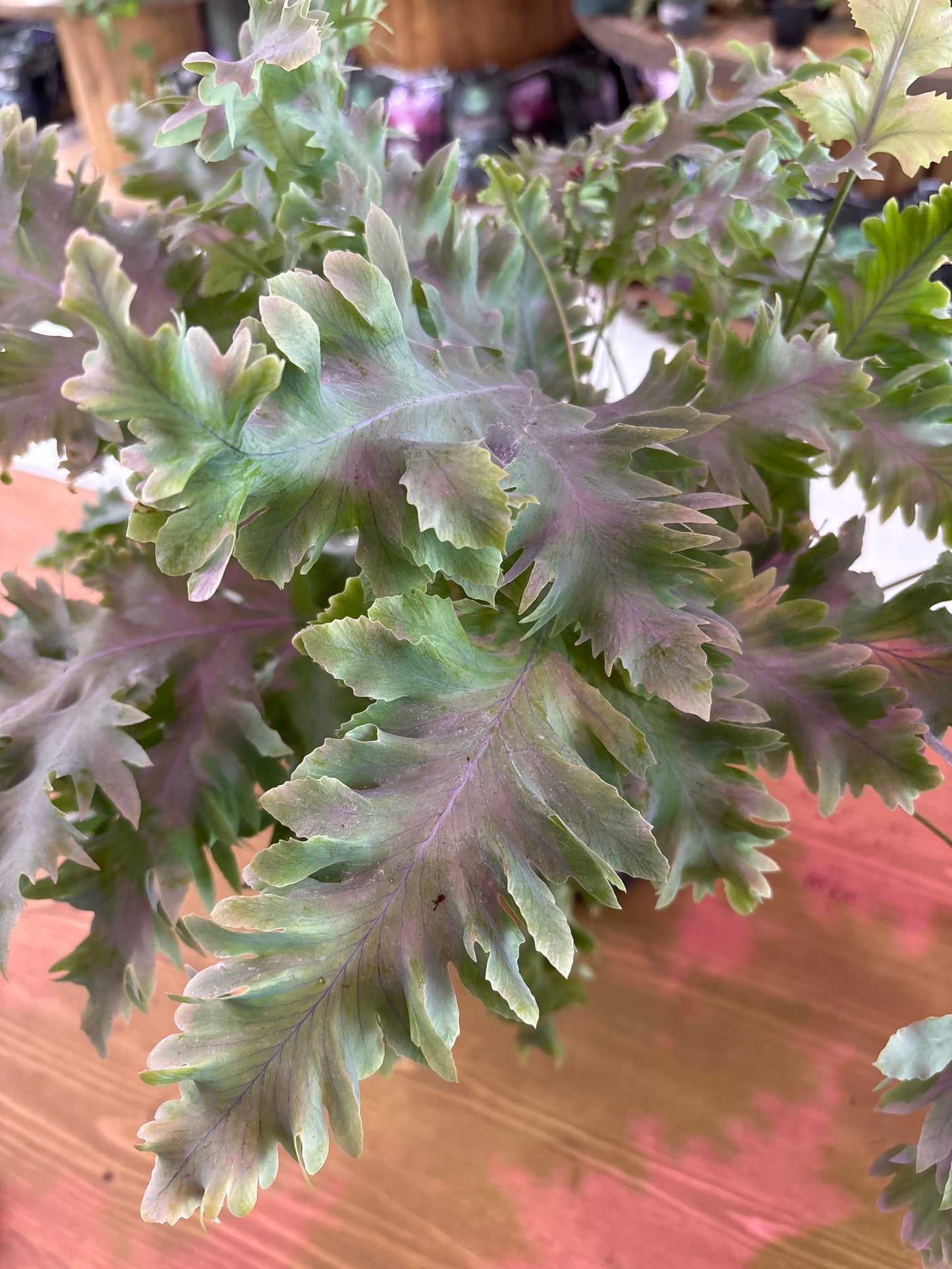 Phlebodium Aureum