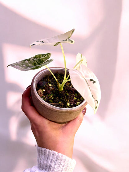 Alocasia Mich. Frydek Variegata