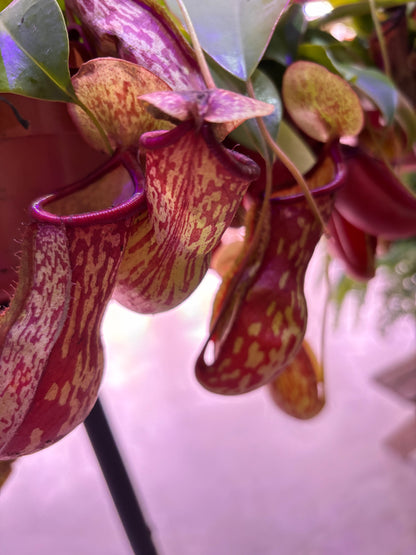 Nepenthes Monkey Jars Gaya