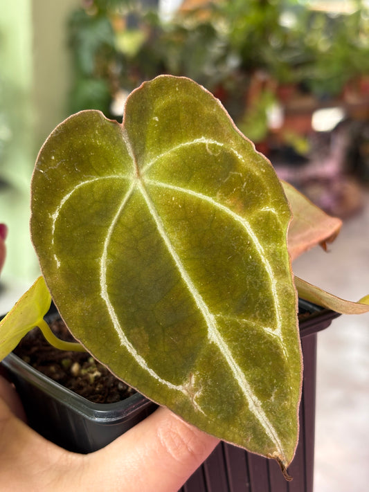 Anthurium Crystallinum X Guna Yala