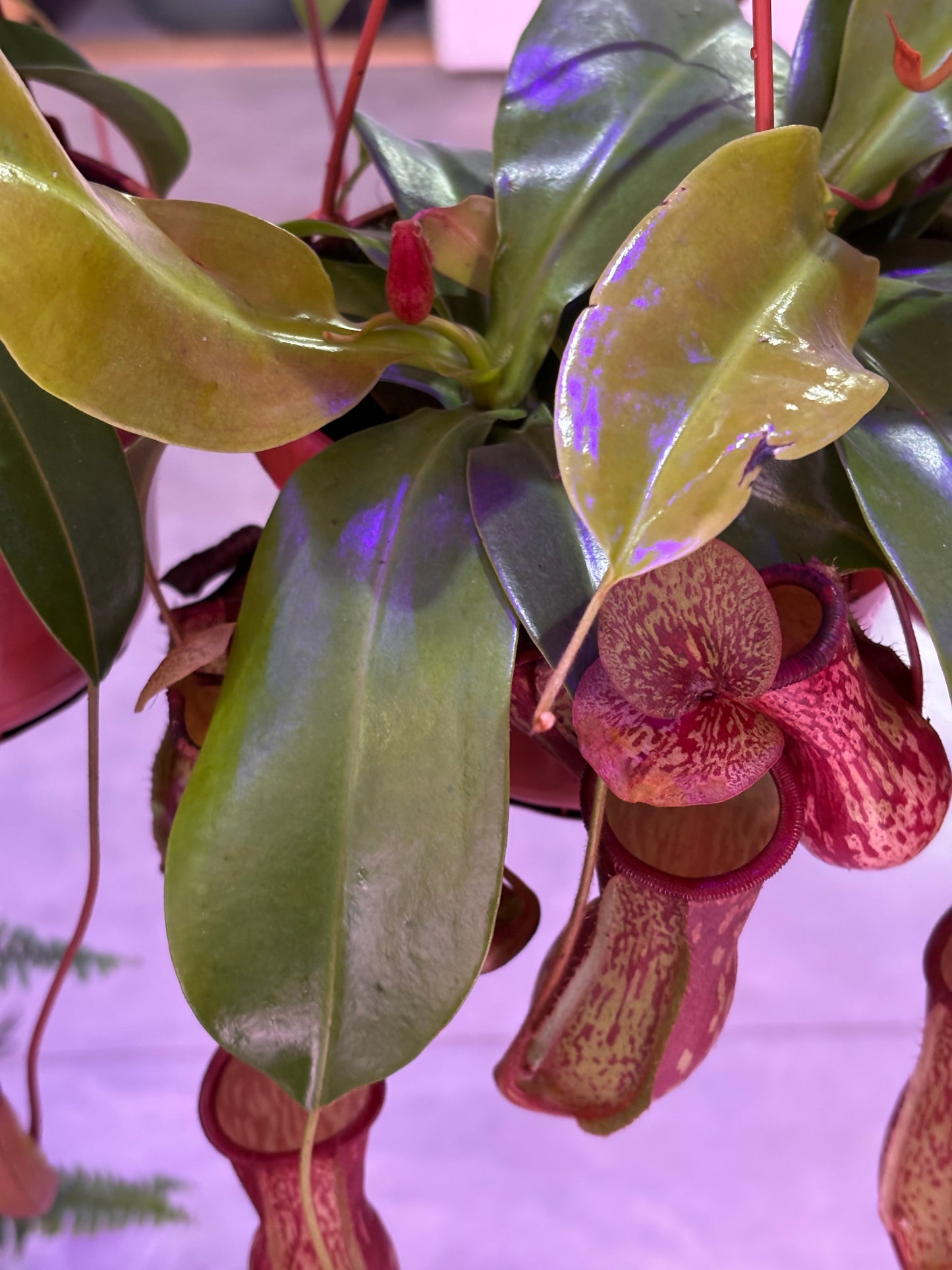 Nepenthes Monkey Jars Gaya