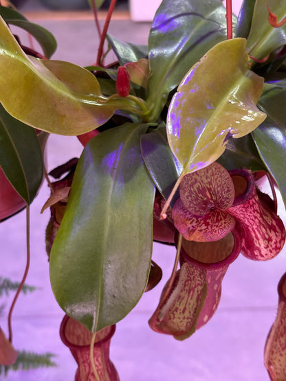 Nepenthes Monkey Jars Gaya