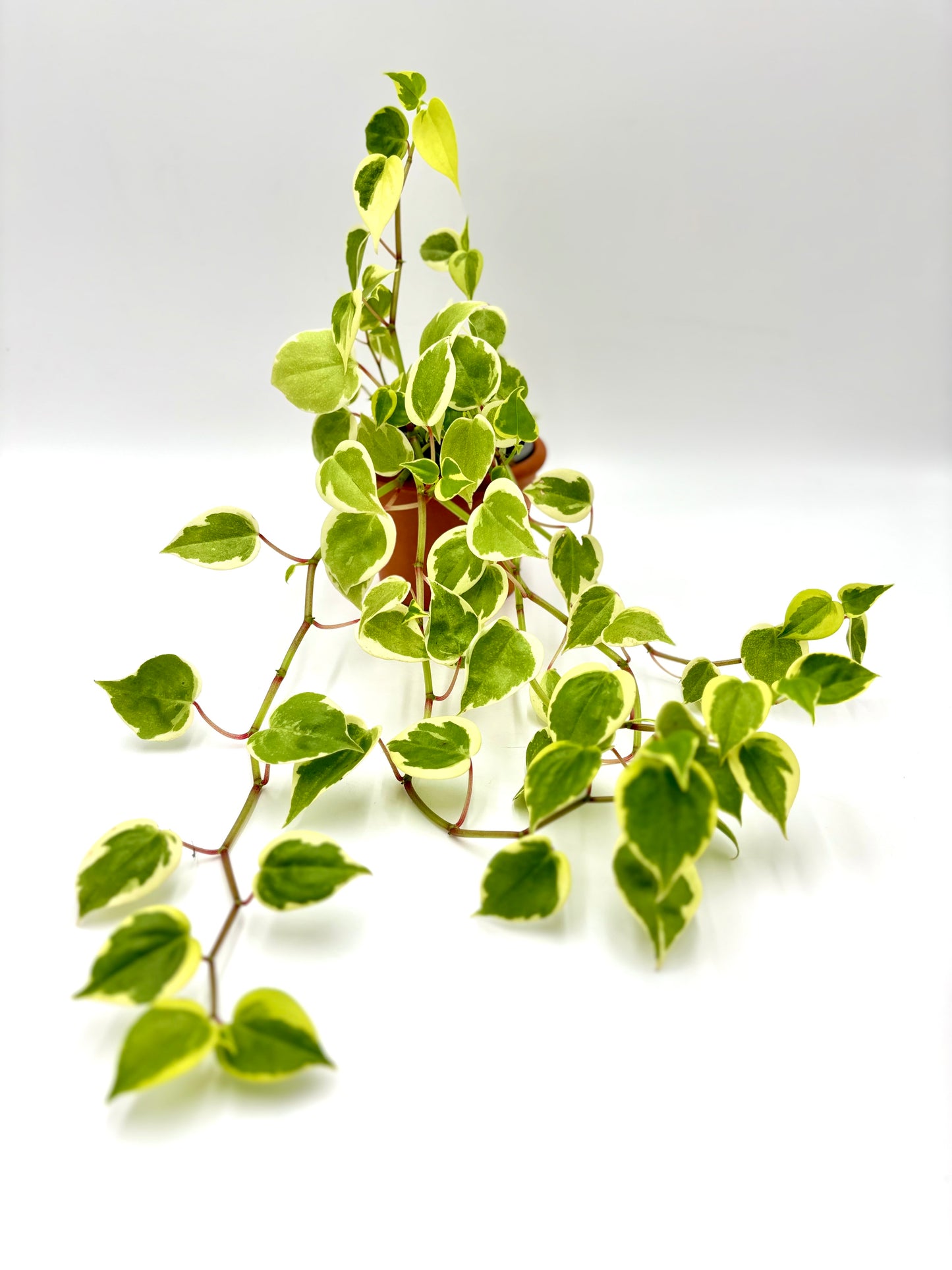 Peperomia Scandens Variegata