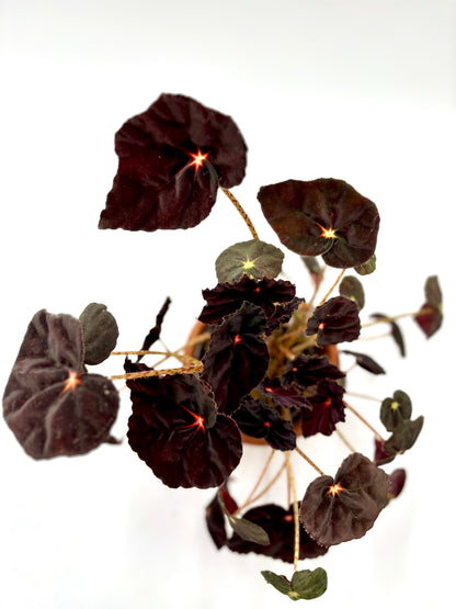 Begonia Purple Blush