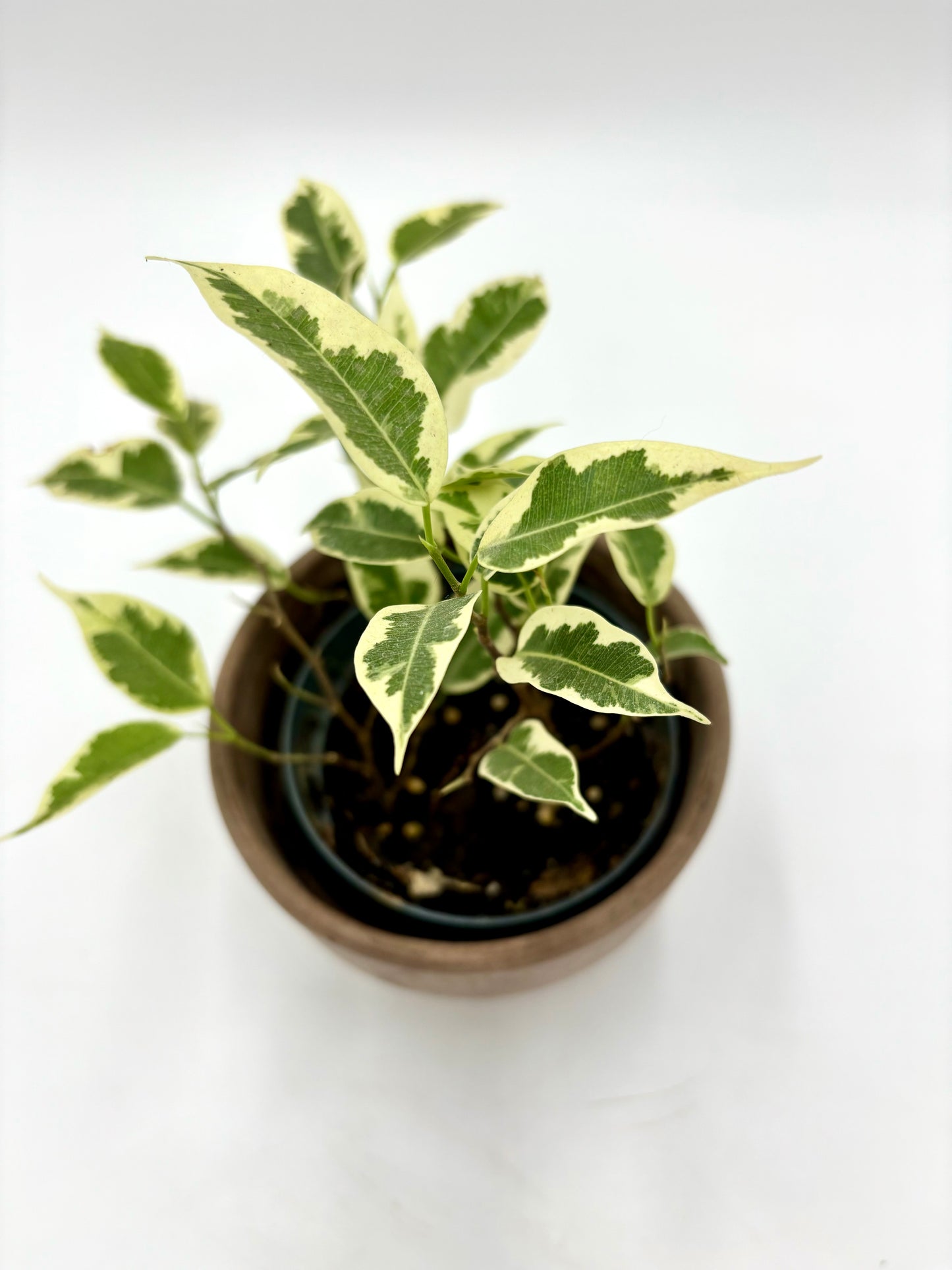 Ficus Benjamina Twilight