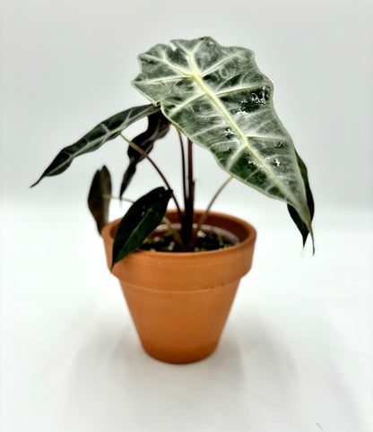 Alocasia Polly