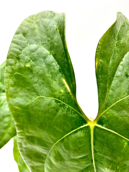 Anthurium Nigrolaminum Gigi x Forgetii