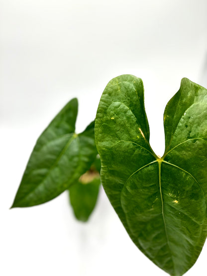 Anthurium Nigrolaminum Gigi x Forgetii