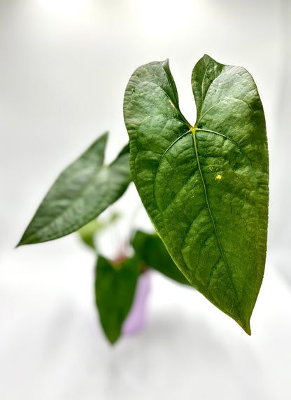 Anthurium Nigrolaminum Gigi x Forgetii