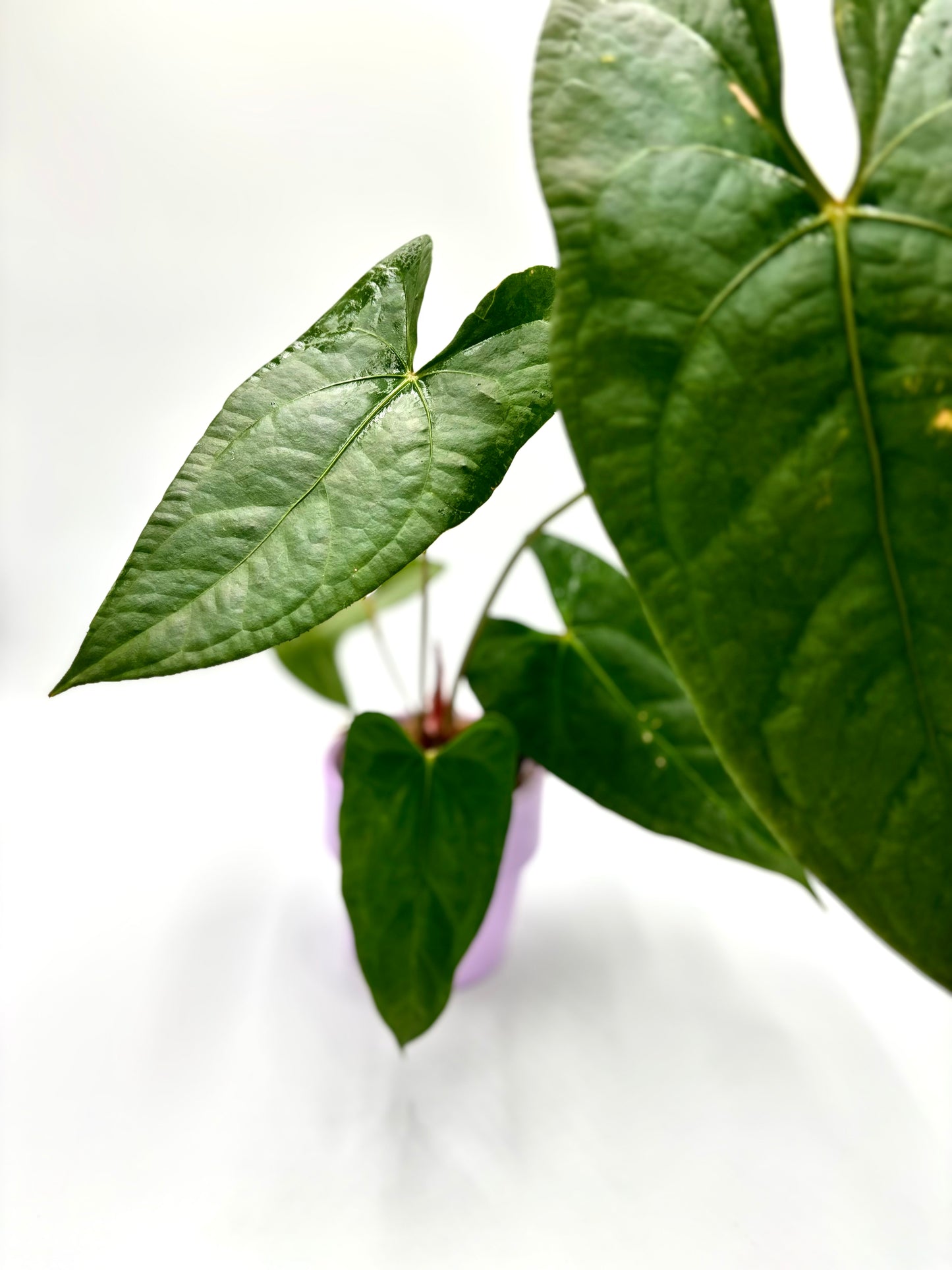 Anthurium Nigrolaminum Gigi x Forgetii