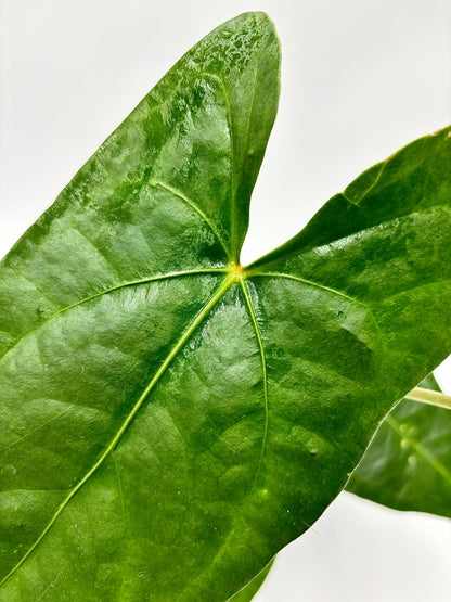 Anthurium Nigrolaminum Gigi x Forgetii