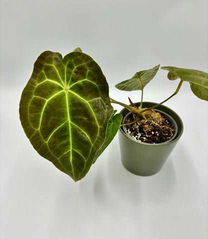 Anthurium Besseae Aff x Forgetii