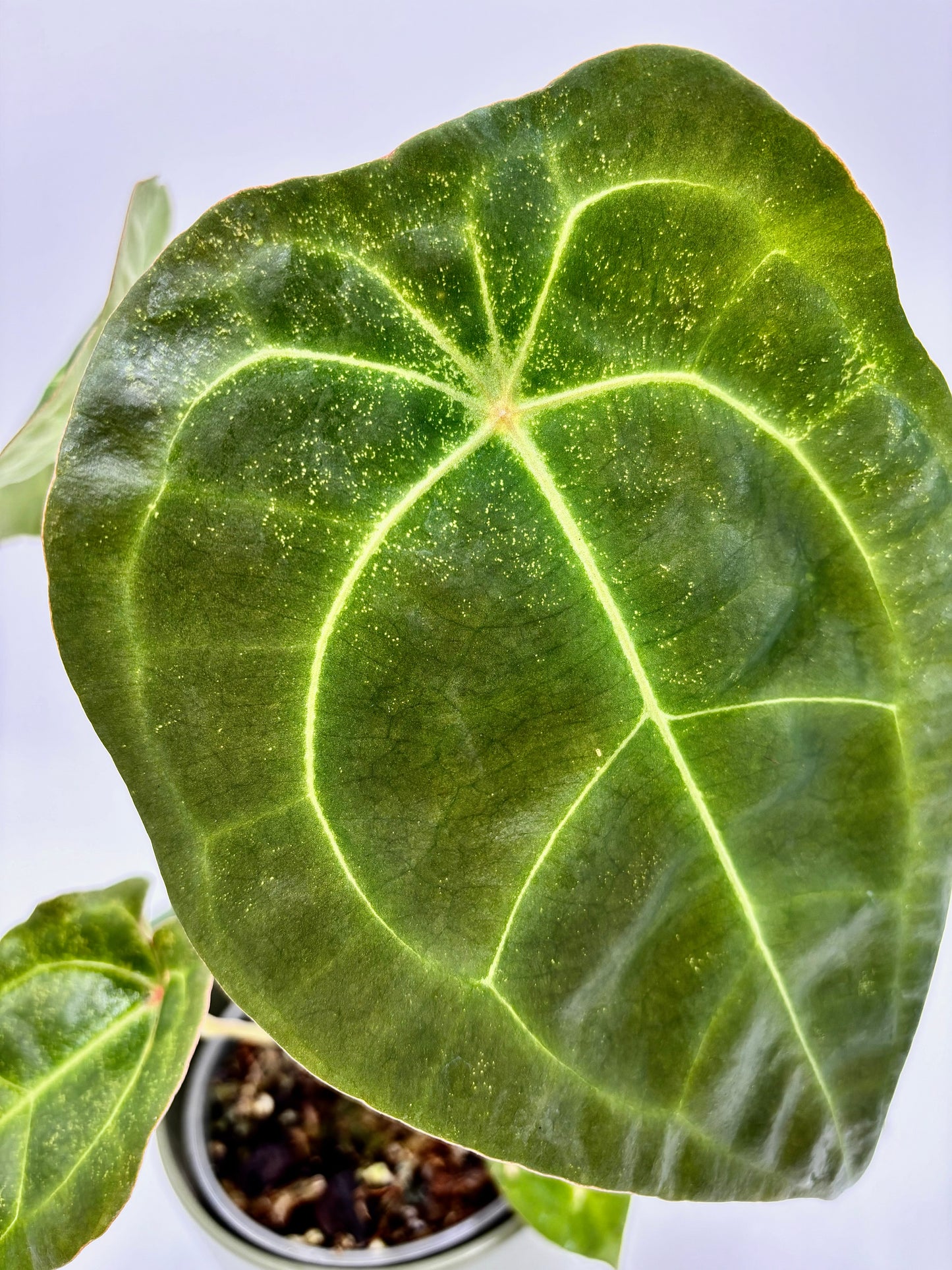 Anthurium Besseae Aff x Forgetii