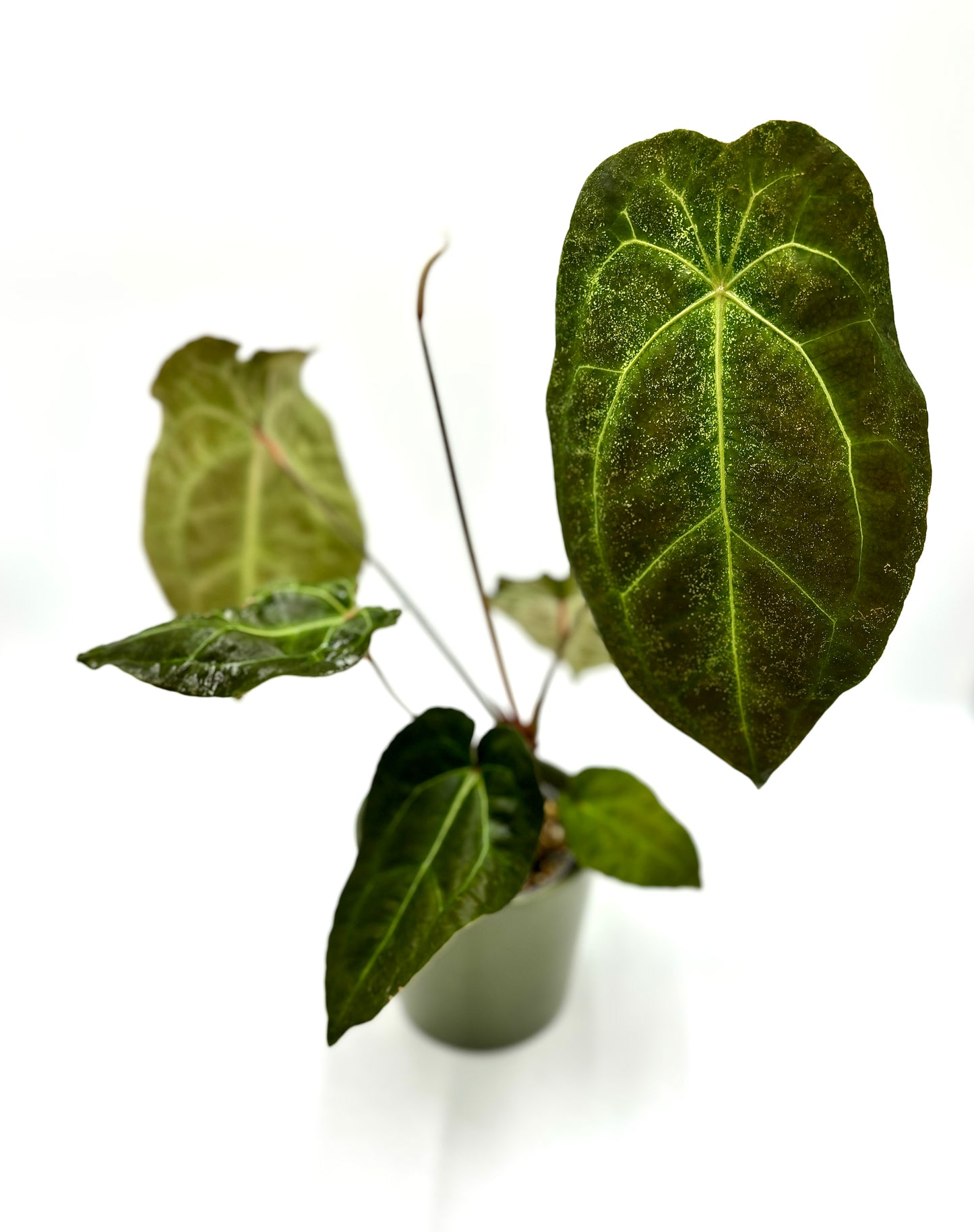 Anthurium Besseae Aff x Forgetii