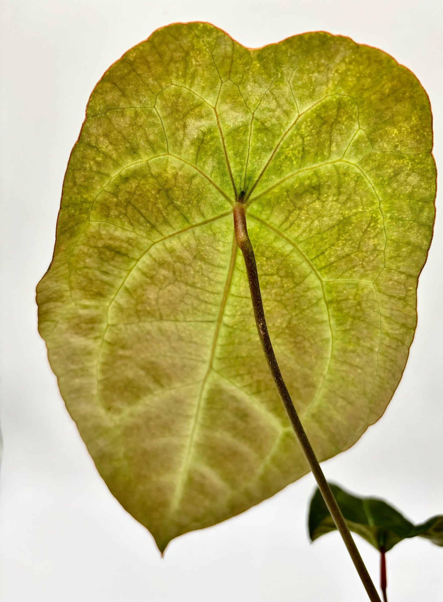 Anthurium Besseae Aff x Forgetii