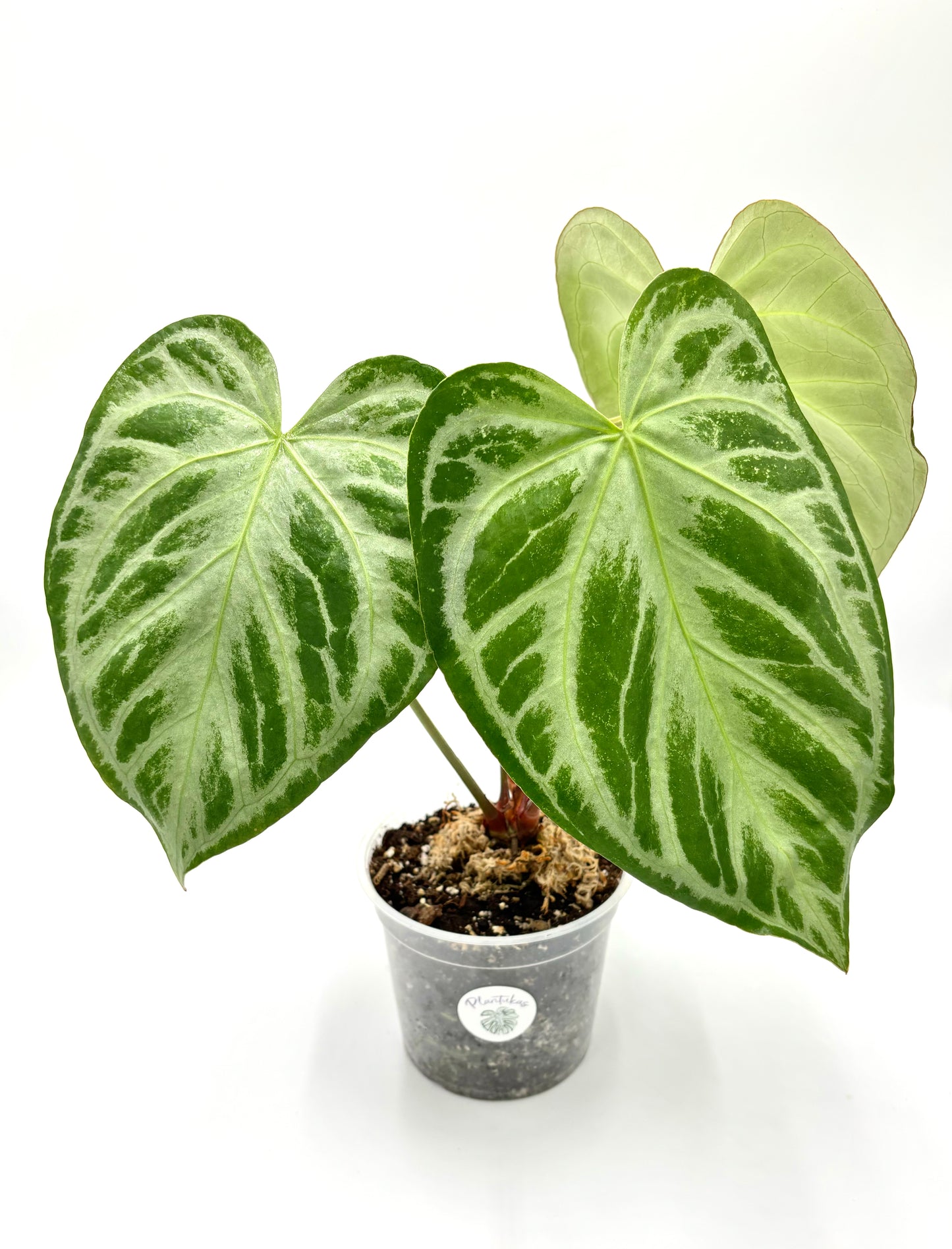 Anthurium Super Silver