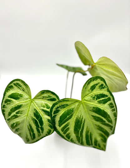 Anthurium Super Silver