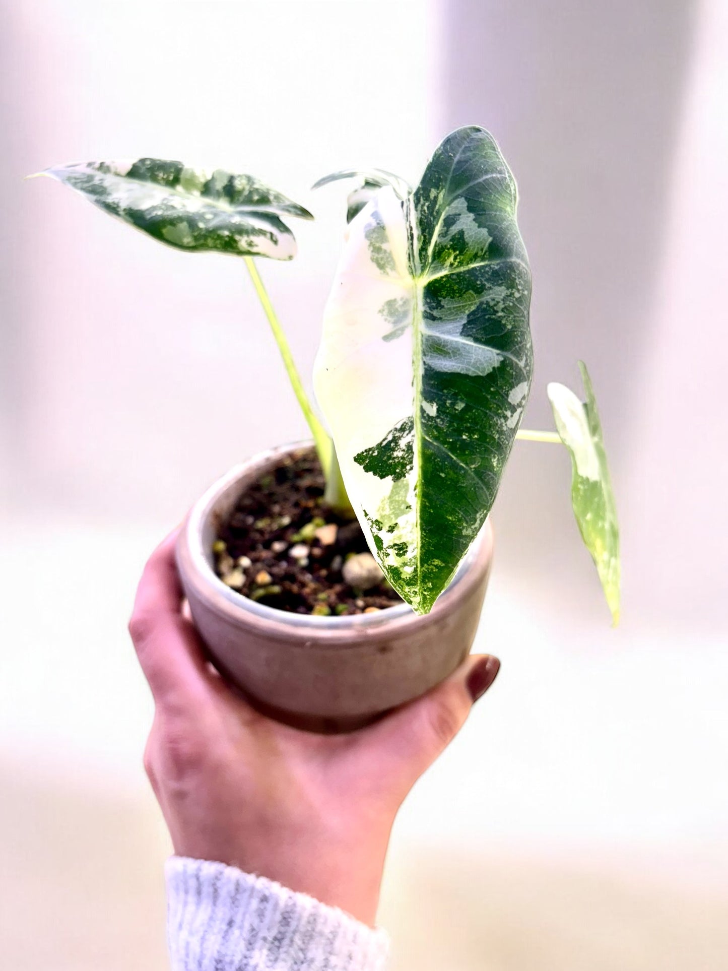 Alocasia Mich. Frydek Variegata