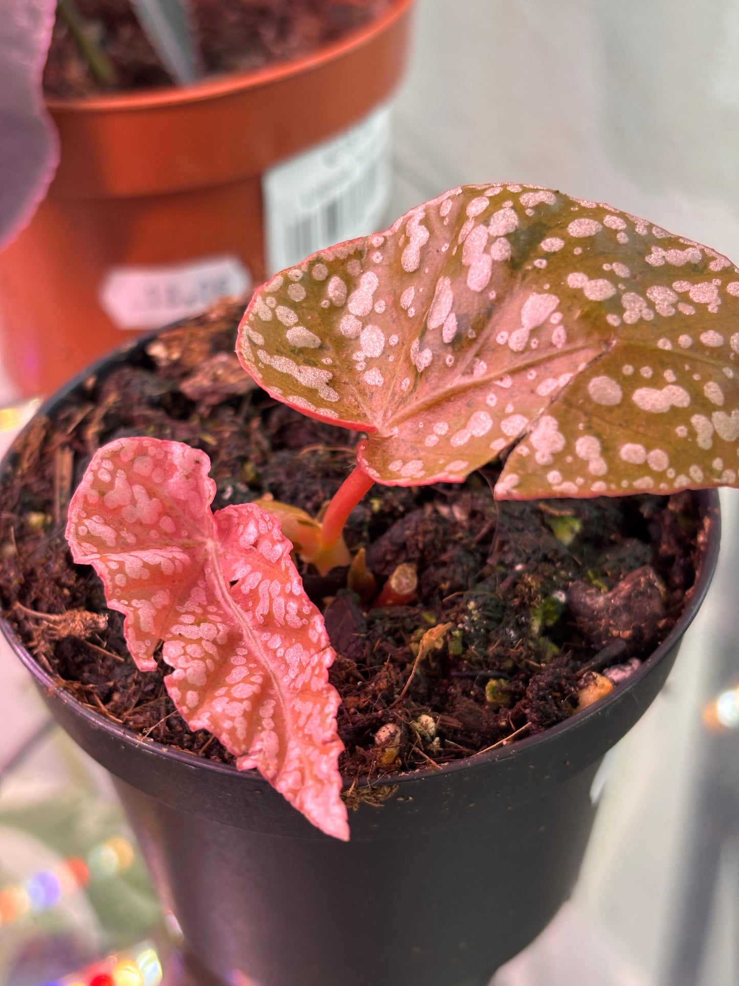 Begonia Snowcap Pink Variegata