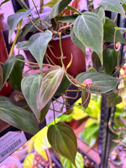 Ficus Elástica Schrijveriana