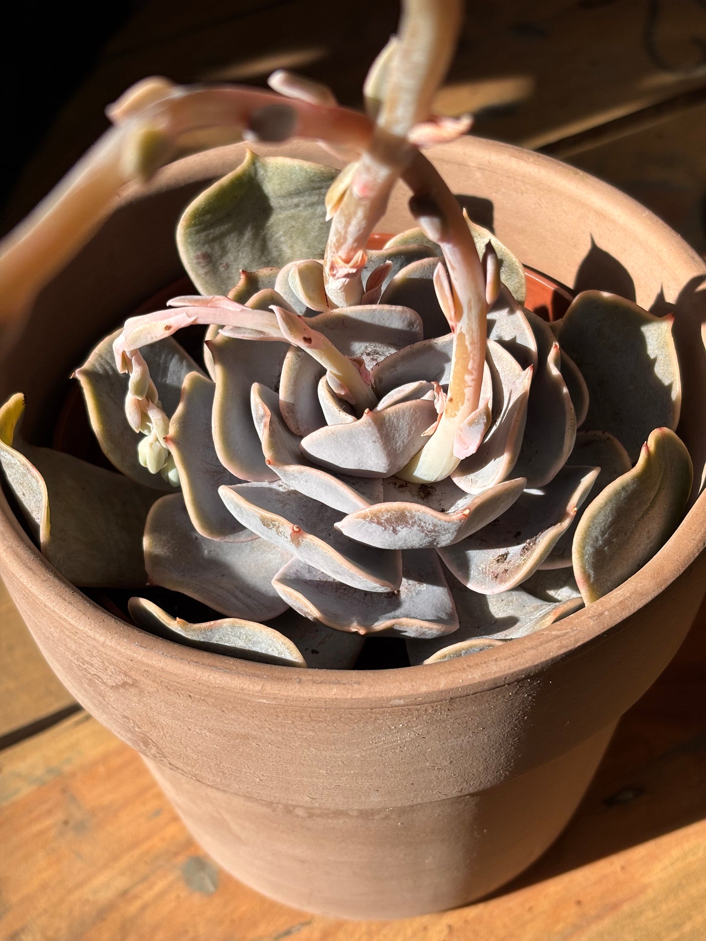 Echeveria Pollux