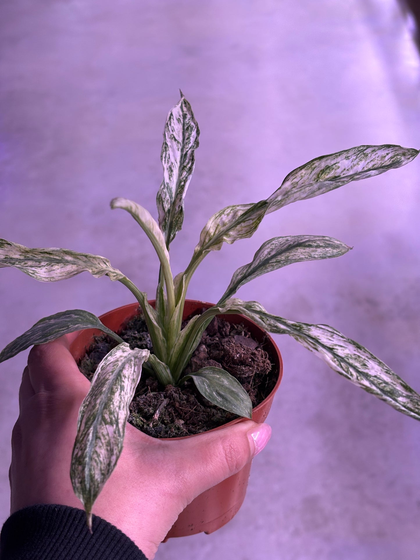 Spathiphyllum Sensation Variegata