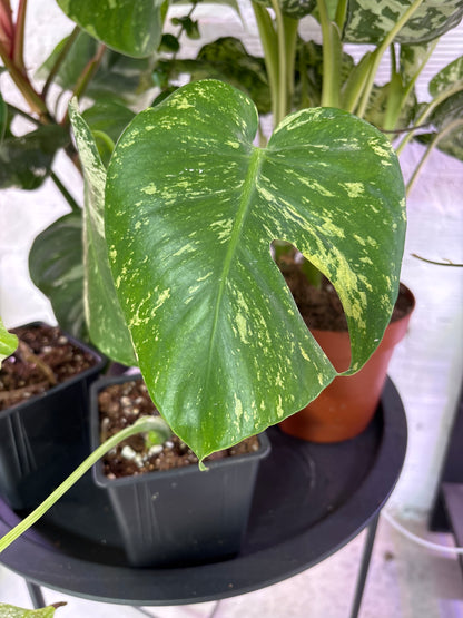 Monstera Deliciosa Mint