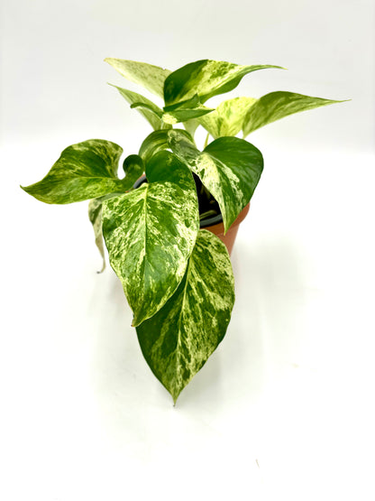 Epipremnum Marble Queen