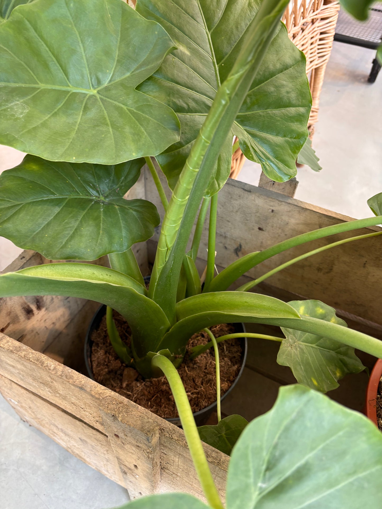 Alocasia Gageana California