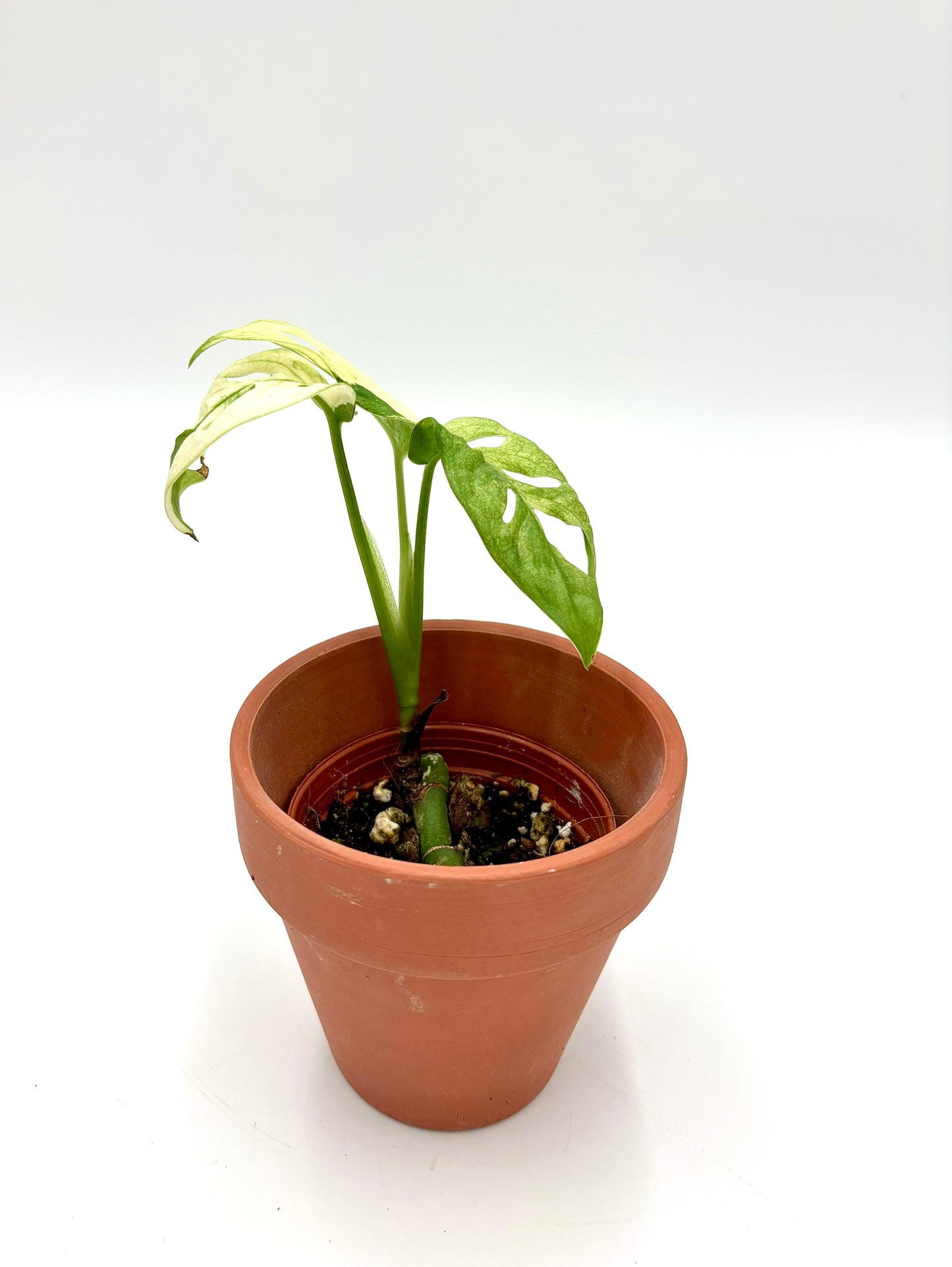 Monstera Adansonii Variegata