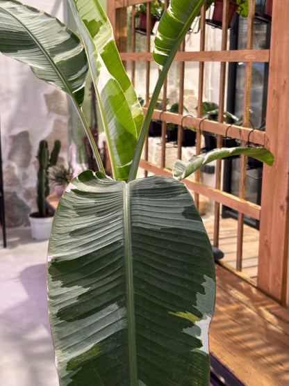 Musa Florida Variegata