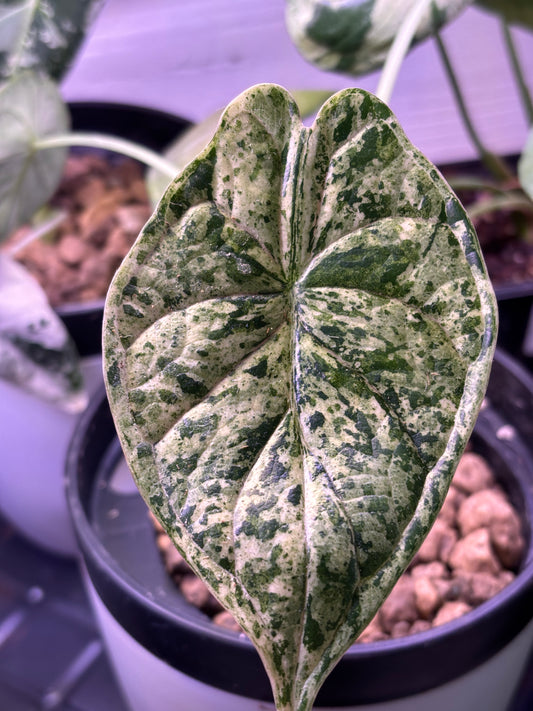 Alocasia Dragon Scale Mint