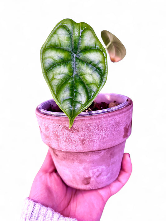 Alocasia Dragón Scale