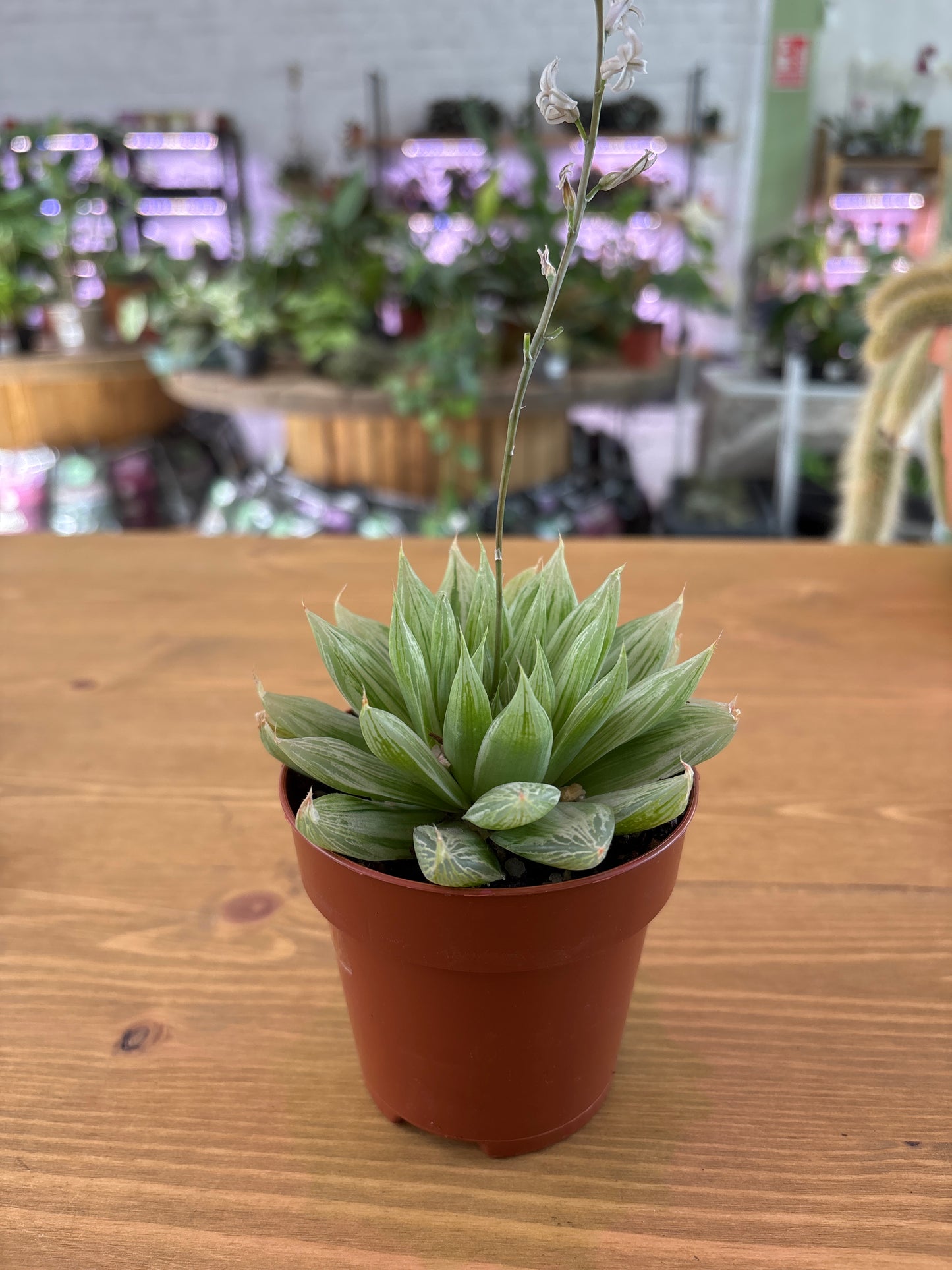 Haworthia Cymbiformis Marbella