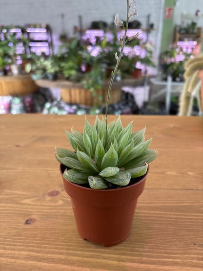 Haworthia Cymbiformis Marbella