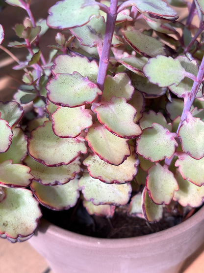 Kalanchoe Laxiflora