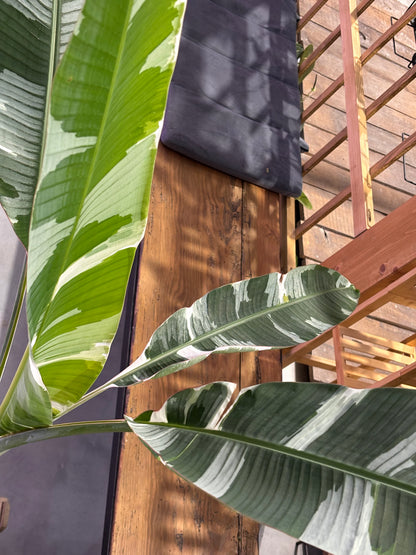 Musa Florida Variegata